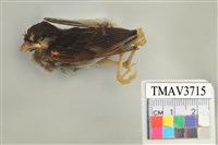 藏品(麻雀)的圖片